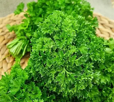 Петрушка кудрявая