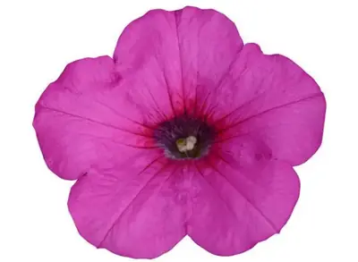 Петуния Изи Вейв Neon Rose Spreading