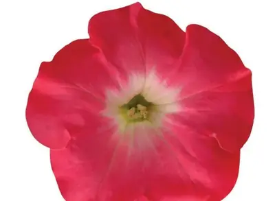 Петуния Изи Вейв Rosy Dawn Spreading