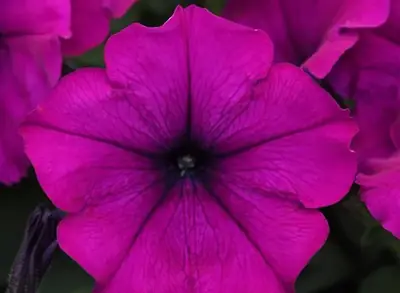 Петуния Изи Вейв Violet Spreading