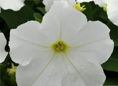 Петуния Из Ридер White