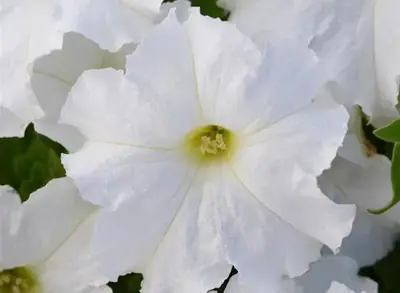 Петуния Ло Ридер White
