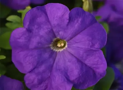 Петуния Мираж Mild Blue