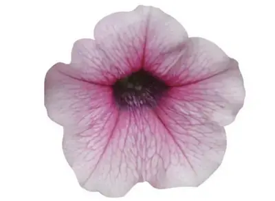 Петуния Шок Вейв Pink Vein Spreading