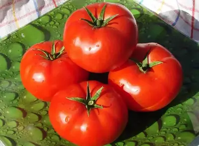 Қызанақ Бобкат F1