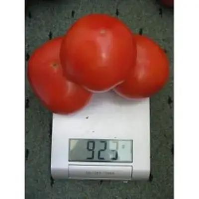 Қызанақ Акела F1