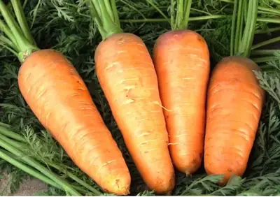 Сәбіз Шантане Ред Корет (2023г) United Genetics