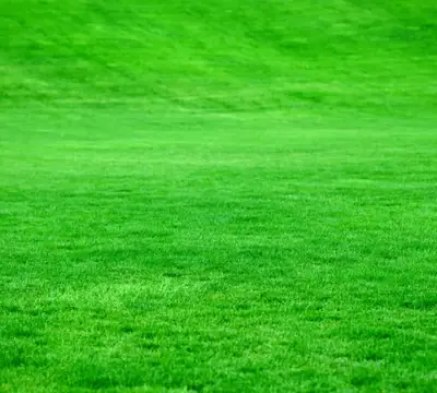Көгал Зүмірет кілем