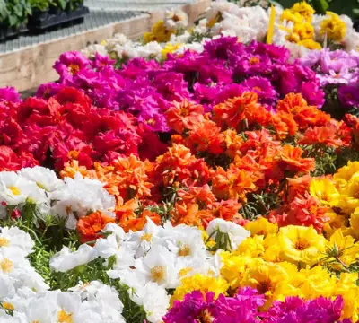 Портулака грандифлора Сан Дейз Микс
