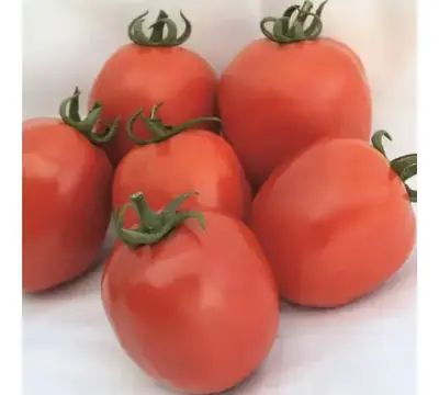 Қызанақ Агрессор F1
