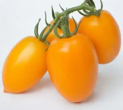 Қызанақ Бенигара F1