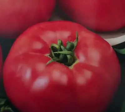 Томат Турмалин