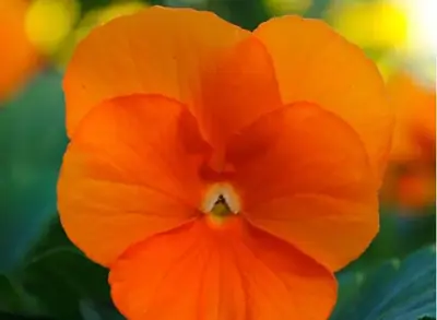 Виола Сорбет ХР Deep Orange