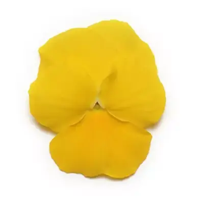 Виола Panola XP Сары
