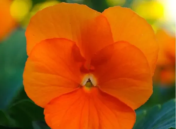 Виола Сорбет ХР Deep Orange 1