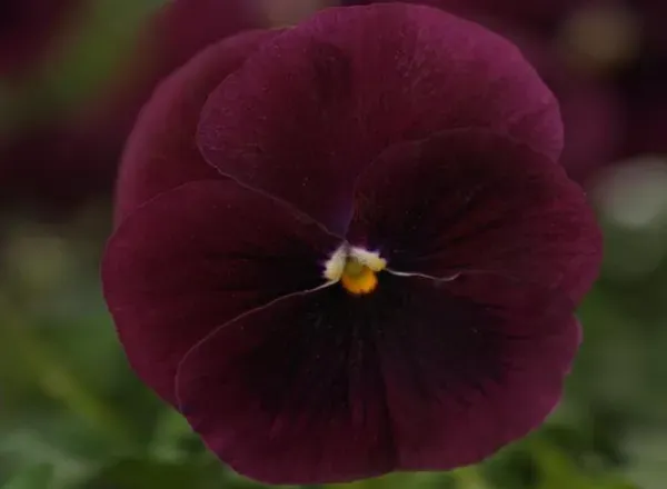 Виола Сорбет ХР Rose Blotch 1