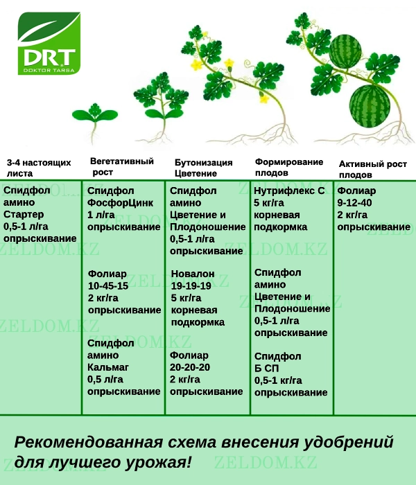 Тыңайтқыш енгізу схемасы - Қарбыз тұқымдары