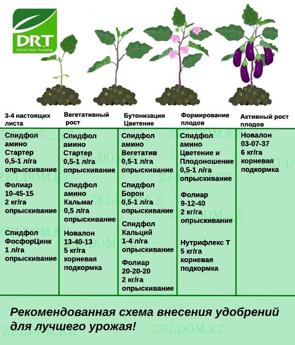 Тыңайтқыш енгізу схемасы - Баялды тұқымдары