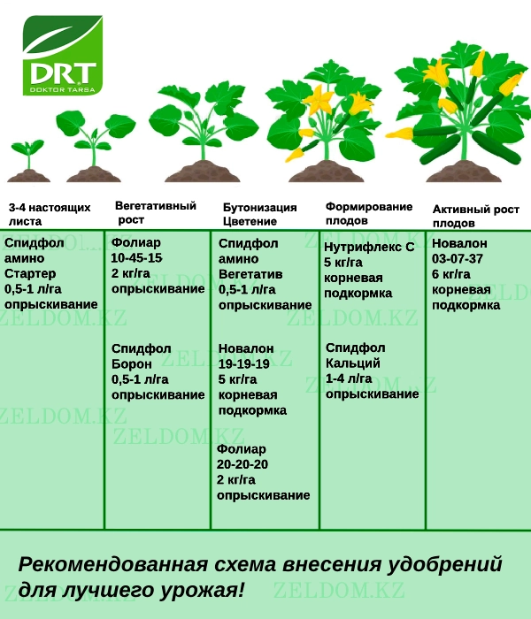 Тыңайтқыш енгізу схемасы - Кәді тұқымдары