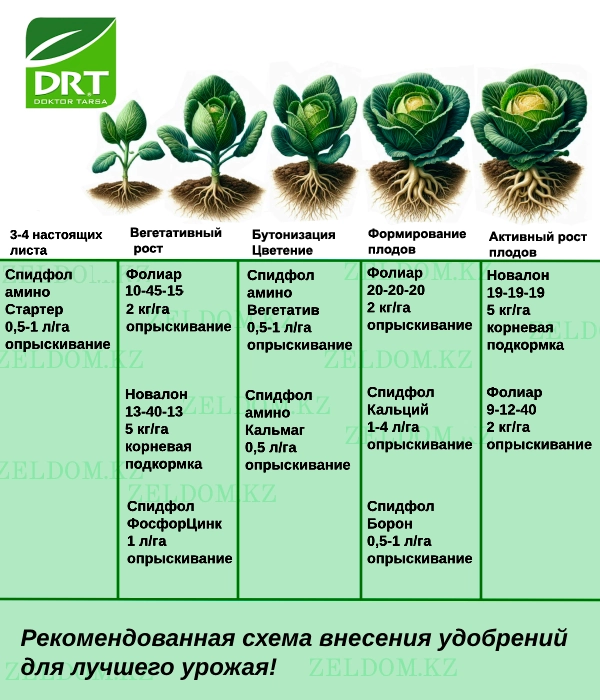 Тыңайтқыш енгізу схемасы - Қырыққабат тұқымдары
