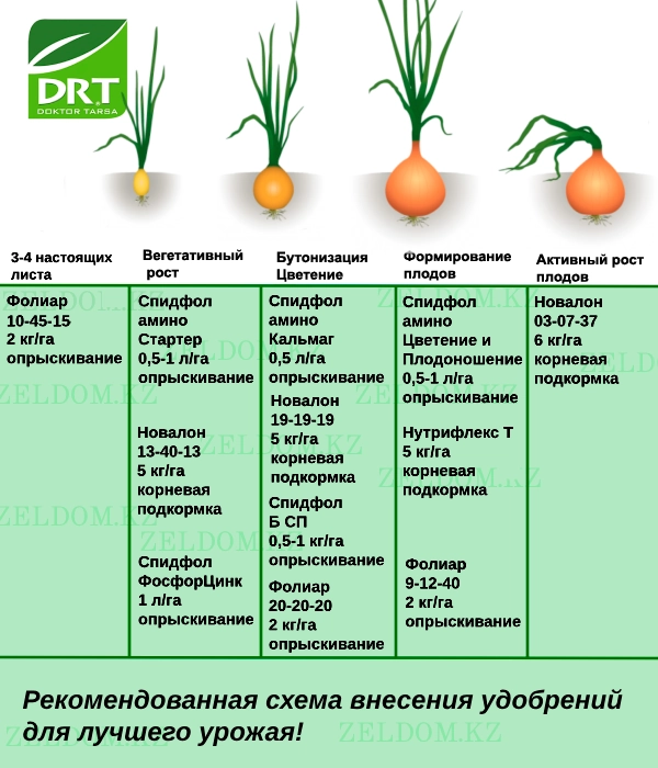 Тыңайтқыш енгізу схемасы - Пияз тұқымдары