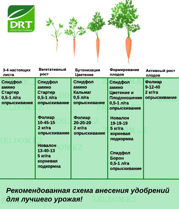 Тыңайтқыш енгізу схемасы - Сәбіз тұқымдары