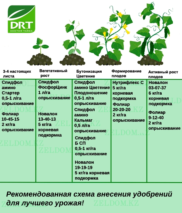 Схема внесения удобрений - Семена огурцов