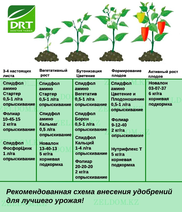 Тыңайтқыш енгізу схемасы - Бұрыш тұқымдары