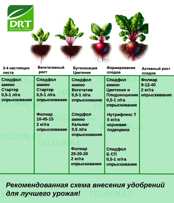 Тыңайтқыш енгізу схемасы - Қызылша тұқымдары
