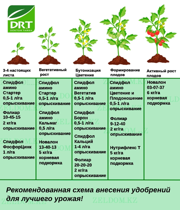 Тыңайтқыш енгізу схемасы - Қызанақ тұқымдары