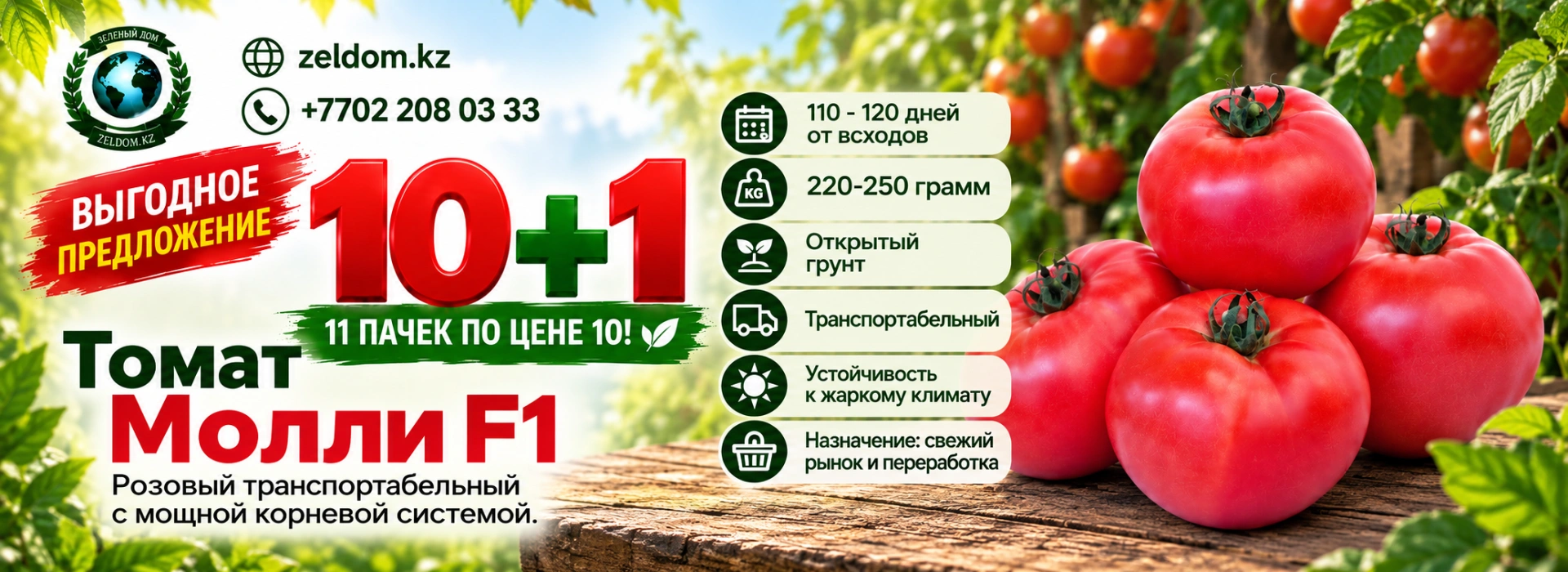 Молли 10+1