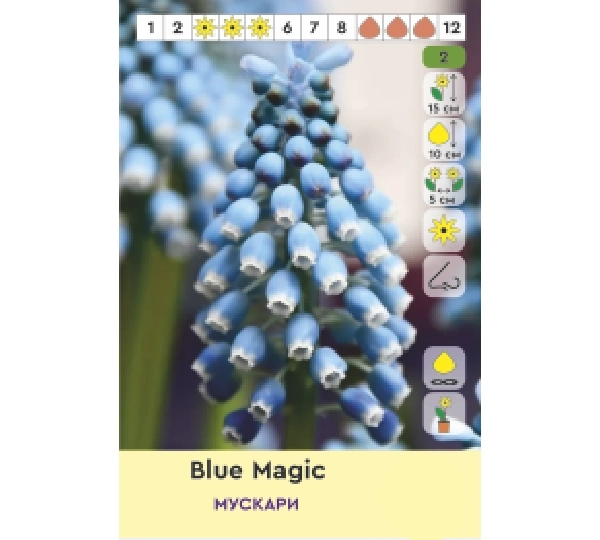 Набор Ирис и тюльпаны Блю Мэджик, Дискавери, Биг Смайл, Карола - 1.Blue Magic, Discovery, Big Smile, Carola - Фото №2