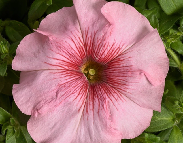 Петуния Гибридная Многоцветковая Низкорослая Гало Салмон F1 - Petunia Hybrida Multiflora Nana Galo Salmon F1 - Фото №1