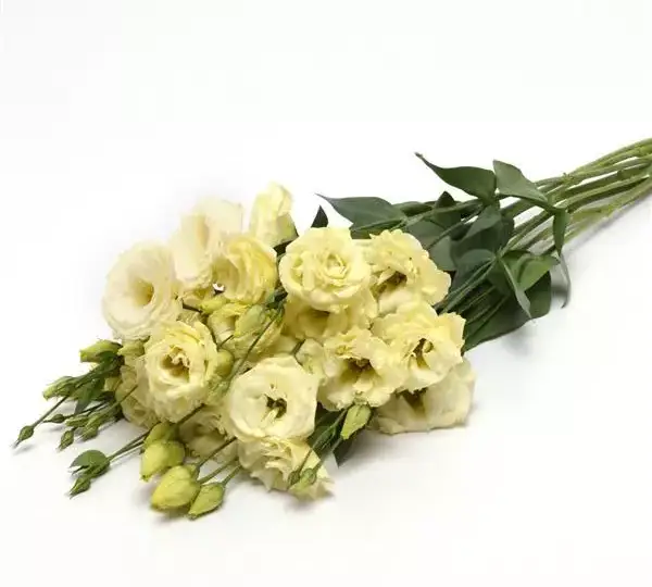 Эустома (Лизиантус) ABC 3 Жёлтая - ABC  3 Yellow, Eustoma grandiflorum - Фото №2