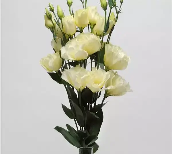 Эустома (Лизиантус) ABC 3 Жёлтая - ABC  3 Yellow, Eustoma grandiflorum - Фото №3