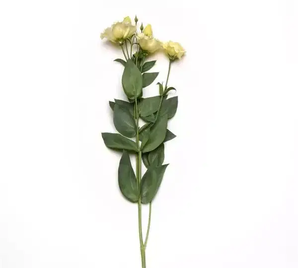Эустома (Лизиантус) ABC 3 Жёлтая - ABC  3 Yellow, Eustoma grandiflorum - Фото №4