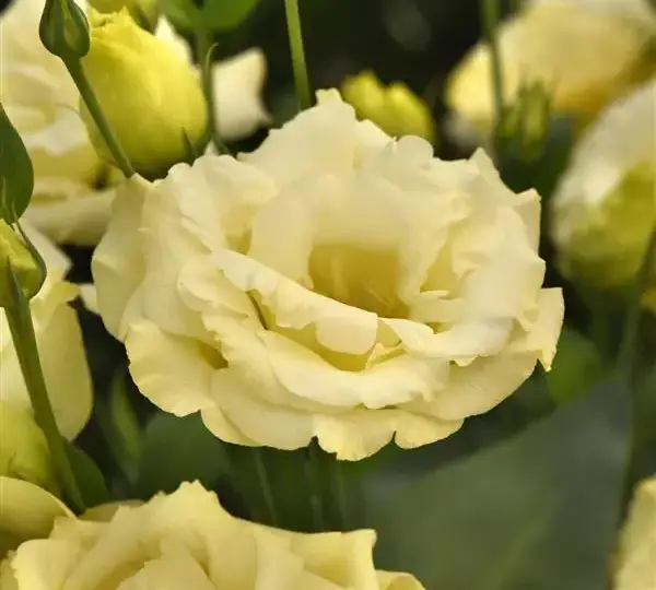 Эустома (Лизиантус) ABC 3 Жёлтая - ABC  3 Yellow, Eustoma grandiflorum - Фото №1