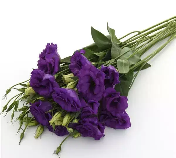 Эустома (Лизиантус) ABC 2 Голубая - ABC 2 Blue, Eustoma grandiflorum - Фото №2