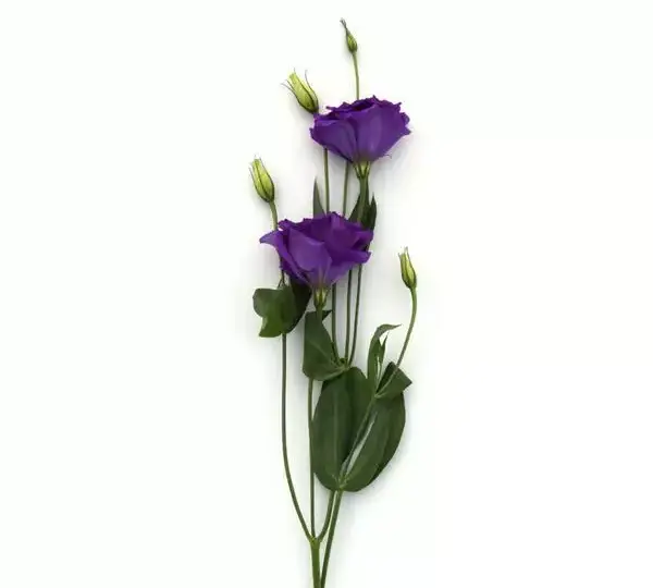 Эустома (Лизиантус) ABC 2 Голубая - ABC 2 Blue, Eustoma grandiflorum - Фото №3