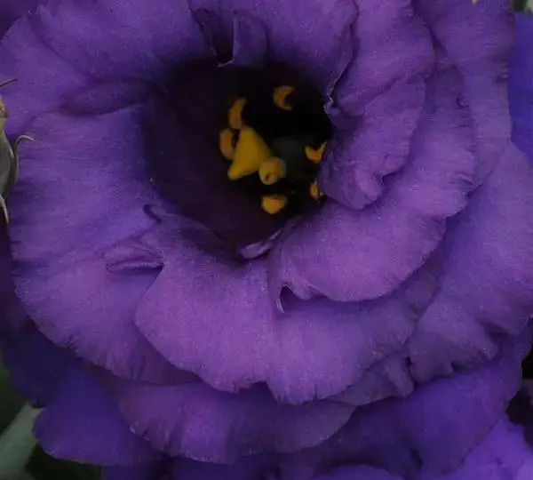 Эустома (Лизиантус) ABC 2 Голубая - ABC 2 Blue, Eustoma grandiflorum - Фото №1