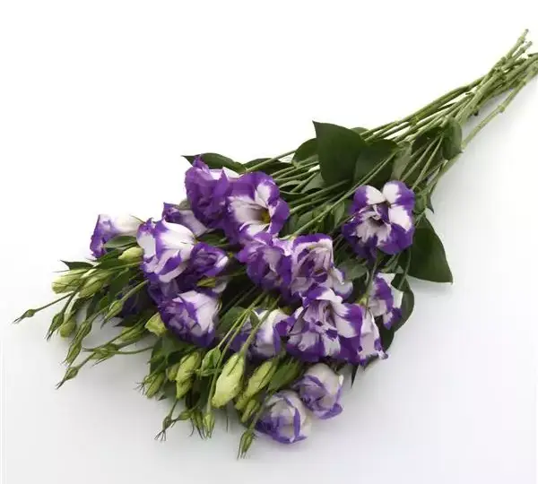 Эустома (Лизиантус) ABC 2 Голубая с каймой - ABC 2 Blue Rim, Eustoma grandiflorum - Фото №2