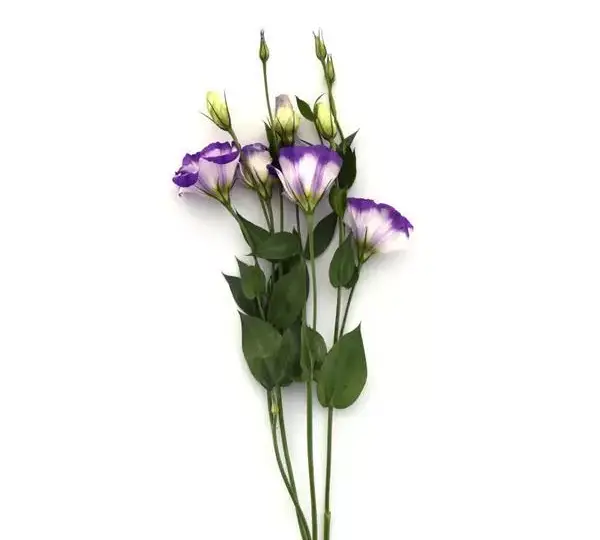 Эустома (Лизиантус) ABC 2 Голубая с каймой - ABC 2 Blue Rim, Eustoma grandiflorum - Фото №4