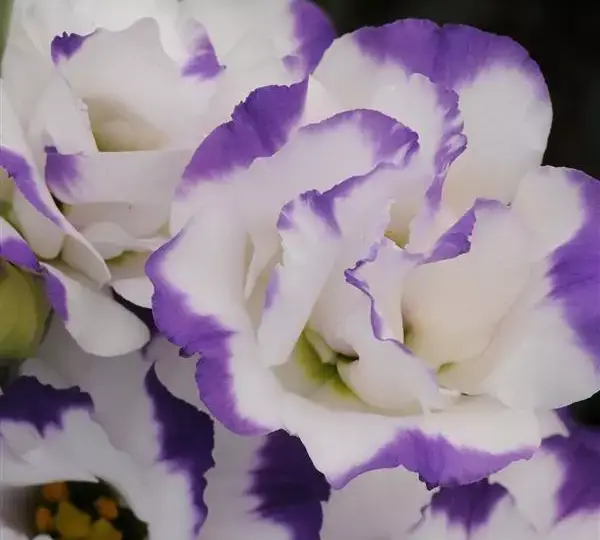 Эустома (Лизиантус) ABC 2 Голубая с каймой - ABC 2 Blue Rim, Eustoma grandiflorum - Фото №1