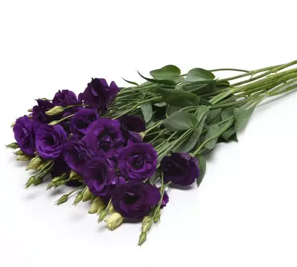 Эустома (Лизиантус) ABC 2 Фиолетовая IPD - ABC 2 Purple IPD, Eustoma grandiflorum - Фото №2