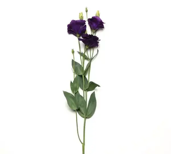 Эустома (Лизиантус) ABC 2 Фиолетовая IPD - ABC 2 Purple IPD, Eustoma grandiflorum - Фото №3