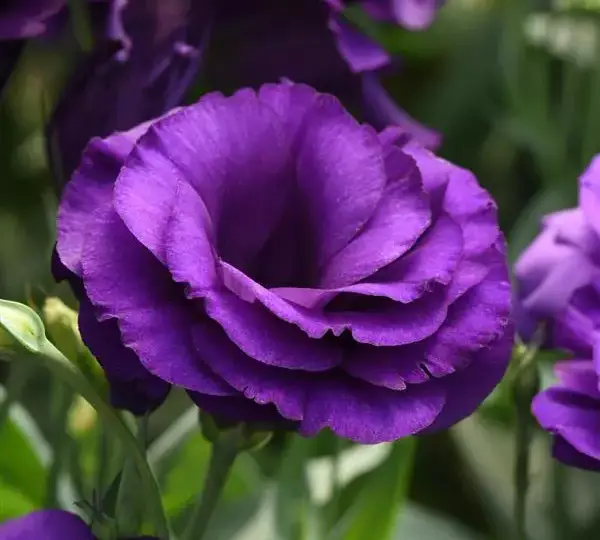 Эустома (Лизиантус) ABC 2 Фиолетовая IPD - ABC 2 Purple IPD, Eustoma grandiflorum - Фото №1