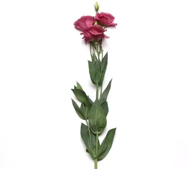 Эустома (Лизиантус) ABC 2 Розовая IPD - ABC 2 Rose IPD, Eustoma grandiflorum - Фото №2