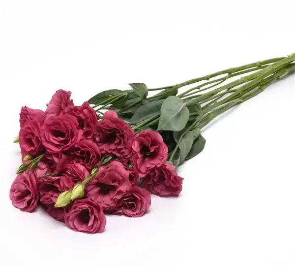 Эустома (Лизиантус) ABC 2 Розовая IPD - ABC 2 Rose IPD, Eustoma grandiflorum - Фото №3