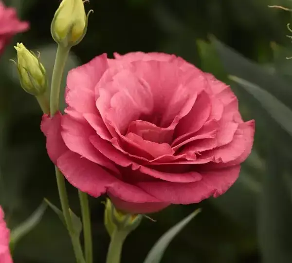 Эустома (Лизиантус) ABC 2 Розовая IPD - ABC 2 Rose IPD, Eustoma grandiflorum - Фото №1