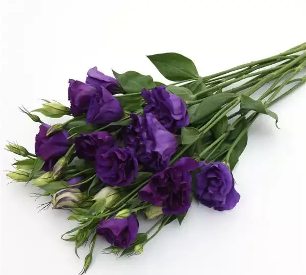 Эустома (Лизиантус) ABC 3 Фиолетовая - ABC 3 Purple, Eustoma grandiflorum - Фото №2